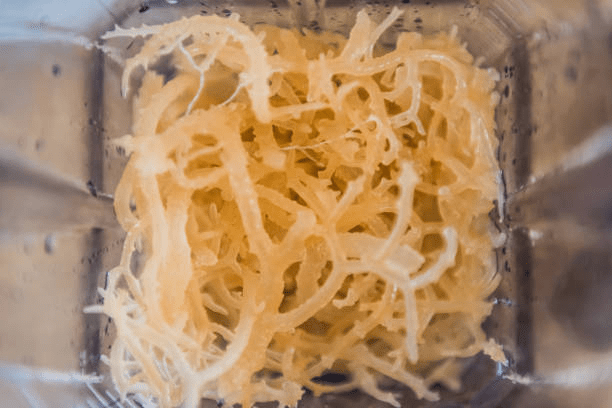 Sea Moss Gel